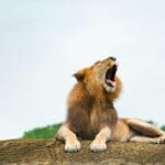 Micehelium G Vibes A captivating photo of a lion roaring on a rock with natural surroundings.