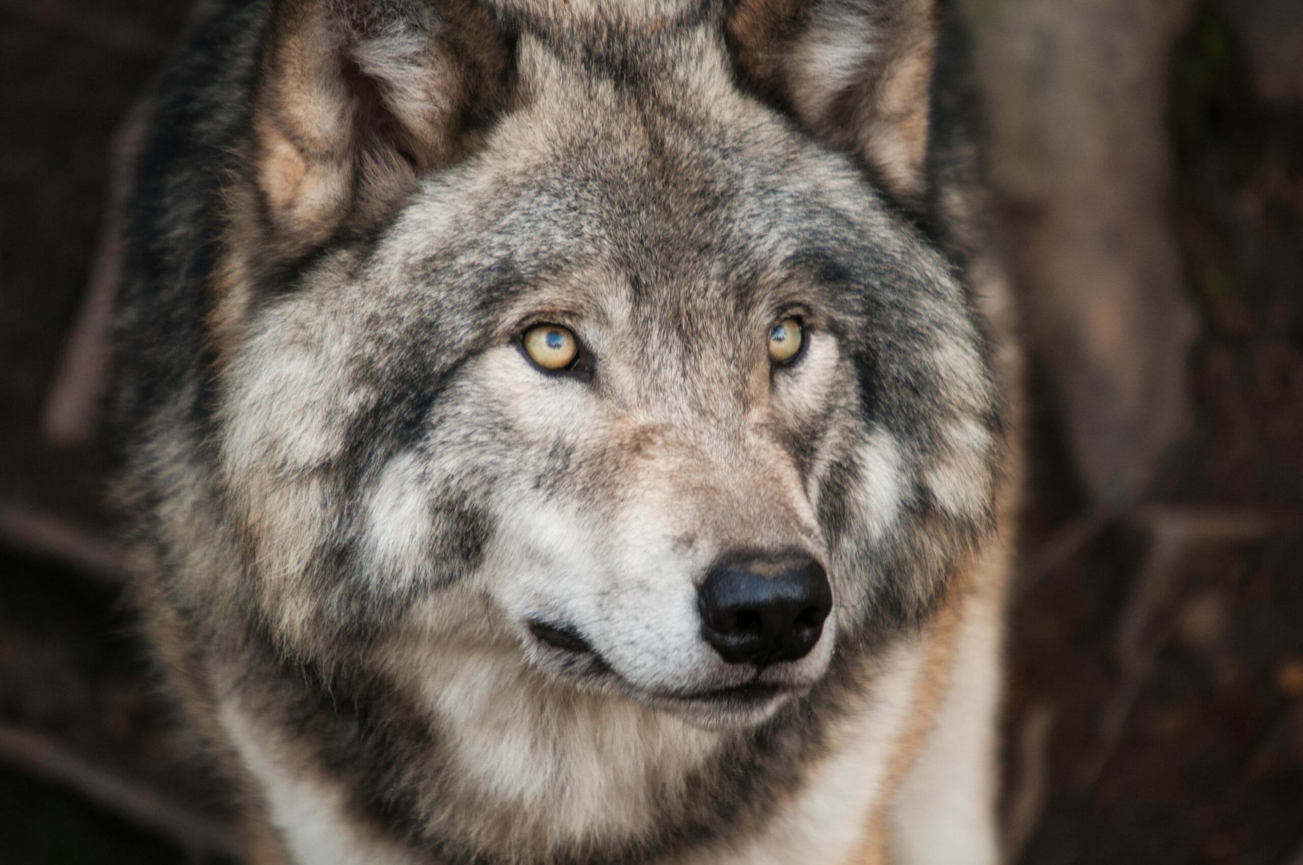 Walk up to the Illusion, U r the Wolf Inside U, ☎️ for Soul Tribe