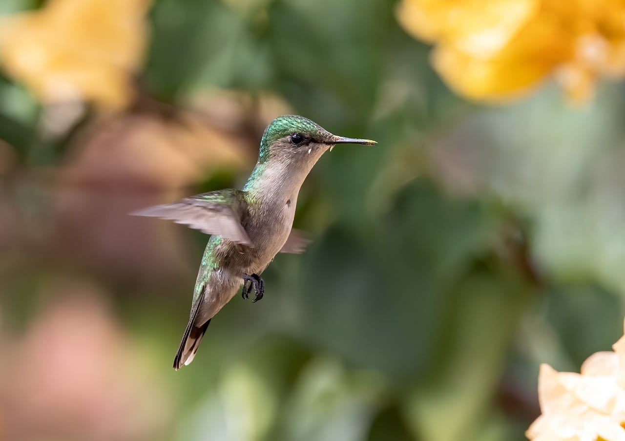 All the Melodies are a Song in the Wind, Relating to Spirit Animals